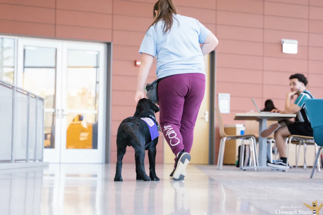 kubiak-guide-dogs-15-scaled