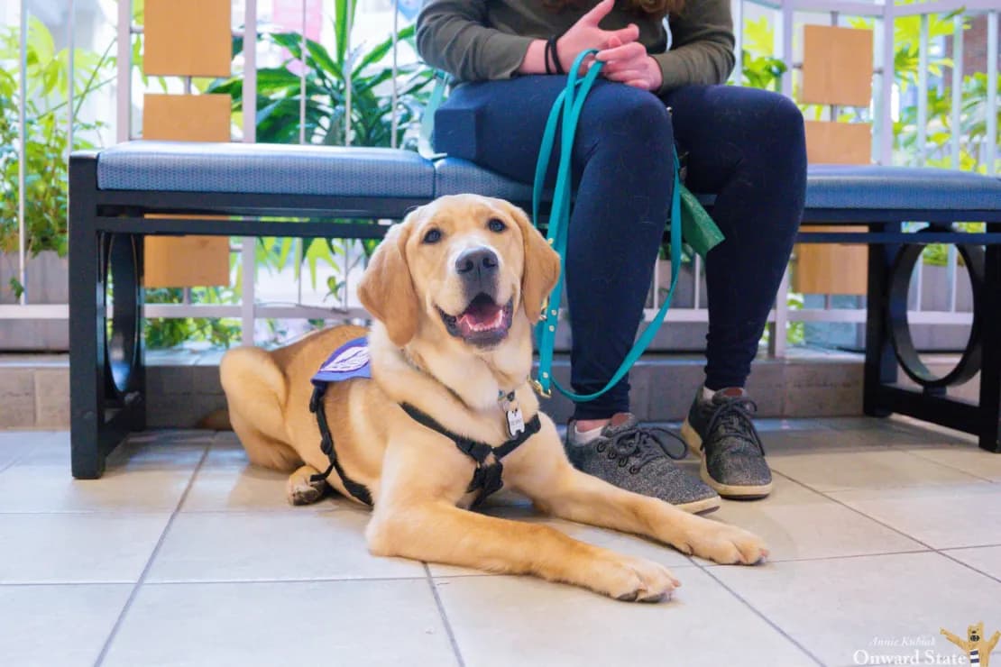 kubiak-guide-dogs-7-scaled