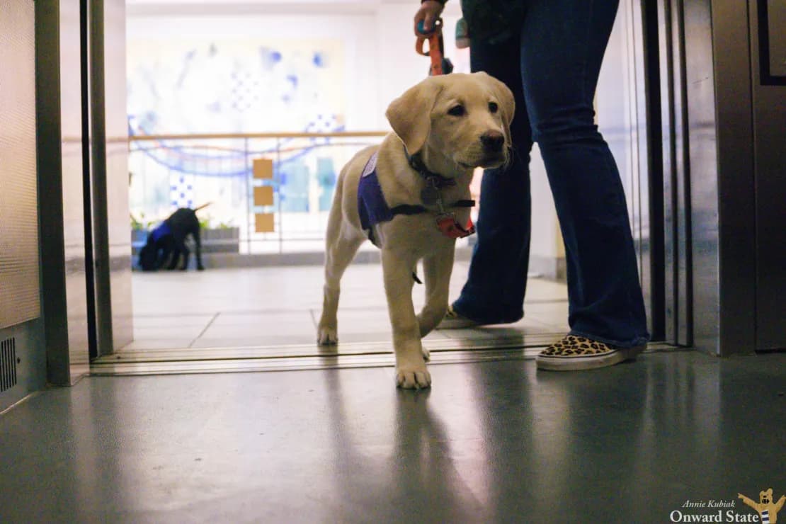 kubiak-guide-dogs-18-scale